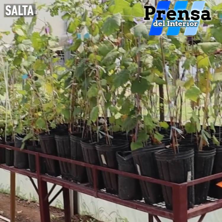 SALTA: CULTIVOS DE VID IN VITRO