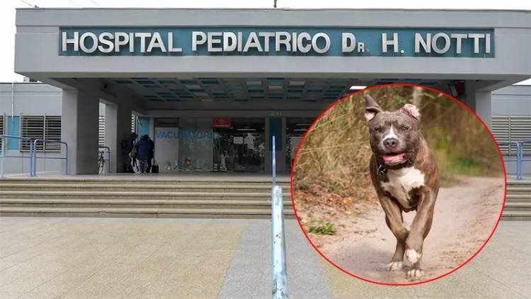 OTRO ATAQUE: UN PITBULL LE DESFIGURÓ LA CARA DE UNA NENA DE DOS AÑOS EN MENDOZA
