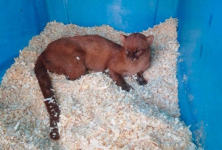 SAN LUIS: LA NATURALEZA DE “LAS HIGUERITAS” SERÁ EL ESCENARIO ELEGIDO PARA LIBERAR DIFERENTES ANIMALES RECUPERADOS