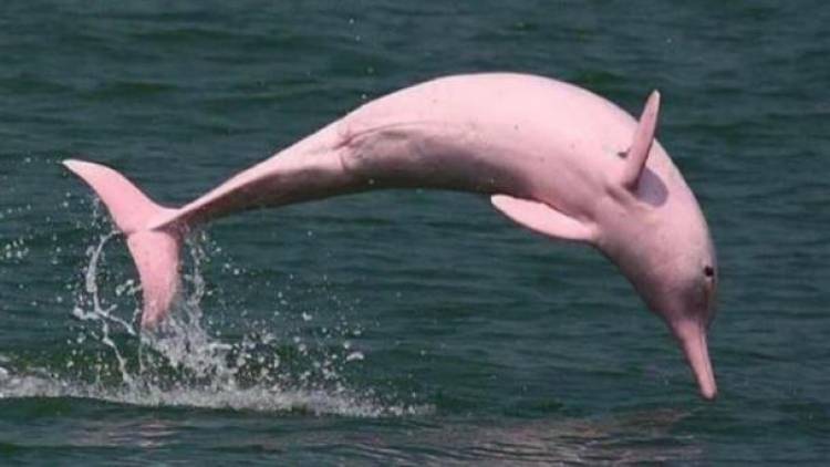 DELFINES ROSADOS EN ESTADOS UNIDOS