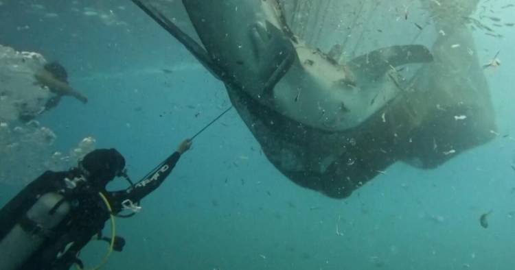 BUZOS SALVARON EN INDONESIA A CINCO TIBURONES ATRAPADOS EN UNA RED DE PESCA