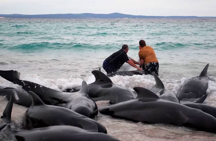 AYUDAN A VOLVER AL MAR A DECENAS DE BALLENAS VARADAS EN AUSTRALIA