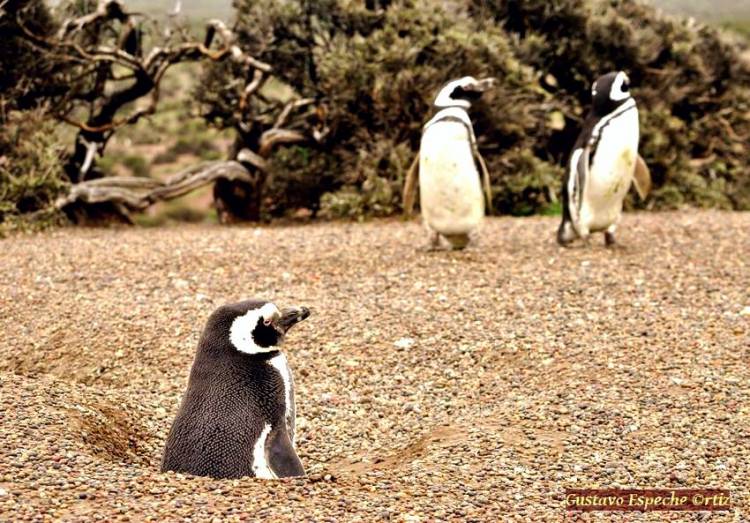 COMENZARON A LLEGAR LOS PRIMEROS PINGÜINOS DE LA TEMPORADA A LAS COSTAS DE CHUBUT