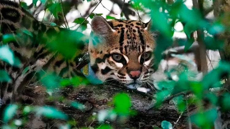 VIDEO DEL TERCER MAYOR FELINO DE AMÉRICA: LIBERARON A LA PRIMERA PAREJA DE OCELOTES EN EL PARQUE IBERÁ DE CORRIENTES