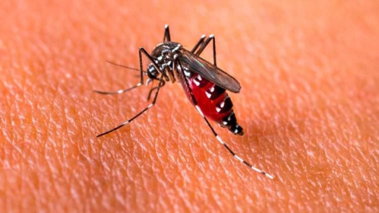 CONFIRMAN EL PRIMER CASO DE DENGUE AUTÓCTONO EN SAN LUIS