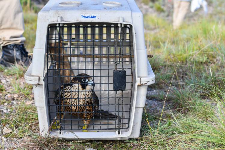 SAN LUIS: UN HALCÓN PEREGRINO REHABILITADO EN EL CENTRO DE CONSERVACIÓN DE VIDA SILVESTRE VOLVIÓ A SU HÁBITAT NATURAL