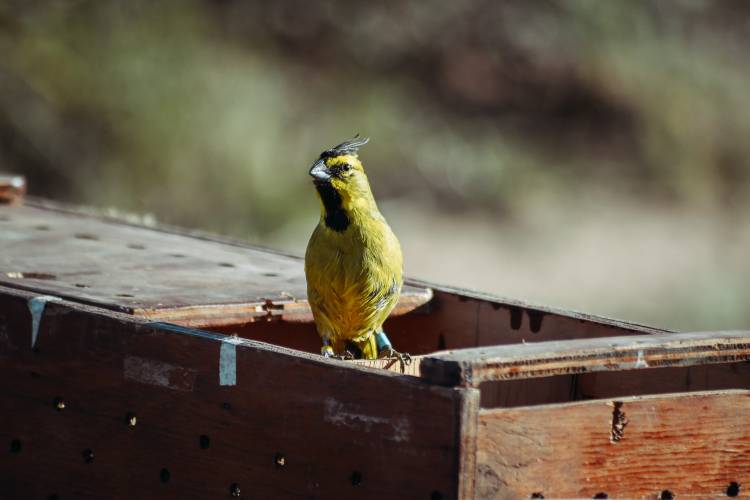 MÁS DE 260 ANIMALES REINSERTADOS EN SU HÁBITAT: EL IMPACTO DE UNA POLÍTICA AMBIENTAL EFECTIVA EN SAN LUIS
