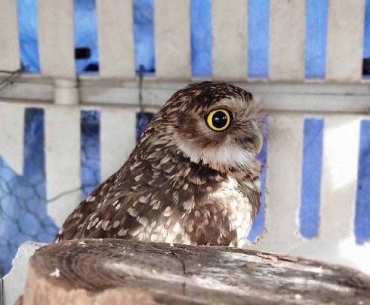 FAUNA SAN LUIS: MÁS EJEMPLARES SE RECUPERAN EN EL CENTRO DE CONSERVACIÓN DE LA FLORIDA