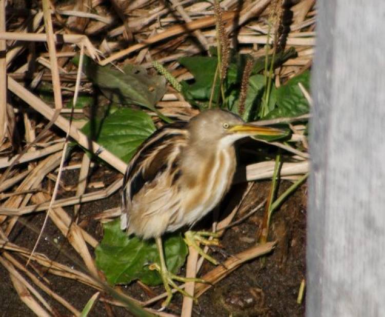 FAUNA NATIVA DE SAN LUIS: EL CENTRO DE OBSERVADORES DE AVES ‘ÑANDÚ’ REGISTRÓ UNA NUEVA ESPECIE EN VILLA MERCEDES