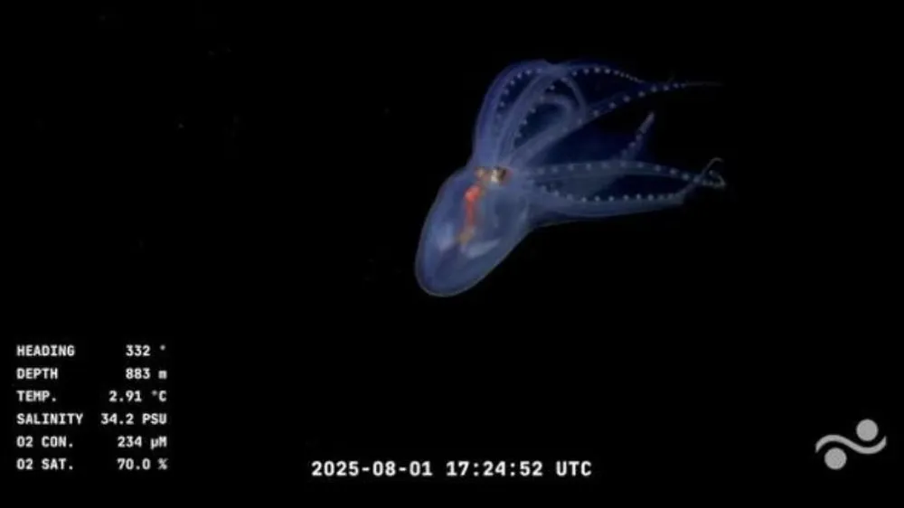 HALLAZGO HISTÓRICO: EL CONICET CAPTÓ AL MISTERIOSO “PULPO DE CRISTAL” EN EL MAR ARGENTINO