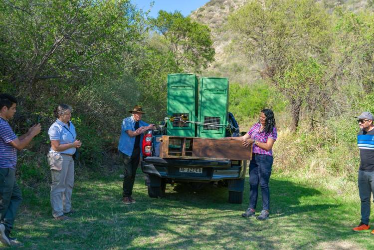 LIBERARON NUEVE REYES DEL BOSQUE EN LA RESERVA QUEBRADA DE LAS HIGUERITAS