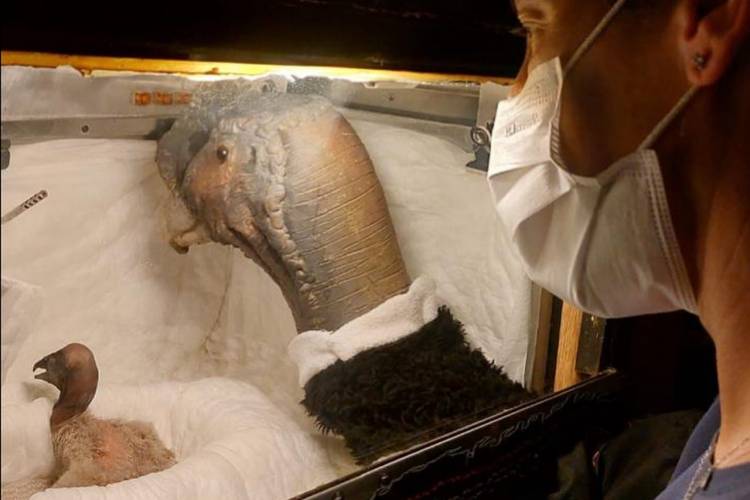 ‘ELUNEY’ Y ‘SAMAY’: LA HISTORIA PUNTANA DETRÁS DE UN NUEVO CÓNDOR ANDINO