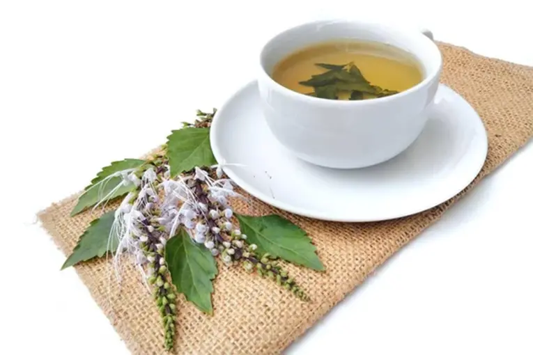 EL TÉ DE JAVA: LA INFUSIÓN NATURAL QUE AYUDA A COMBATIR CÁLCULOS E INFECCIONES URINARIAS