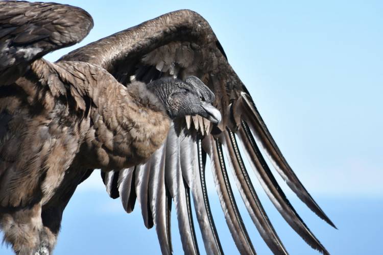 UN DOCUMENTAL DE CNN DESTACA A SAN LUIS COMO REFERENTE EN LA CONSERVACIÓN DEL CÓNDOR ANDINO