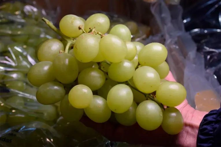 TRAGEDIA EN TUCUMÁN: MURIÓ UN NIÑO DE DOS AÑOS TRAS ATRAGANTARSE CON UNA UVA EN UNA COLONIA