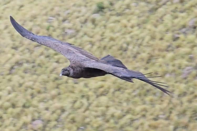 FINALIZÓ CON ÉXITO EL III CENSO SIMULTÁNEO DE CÓNDOR ANDINO EN LA PROVINCIA DE SAN LUIS