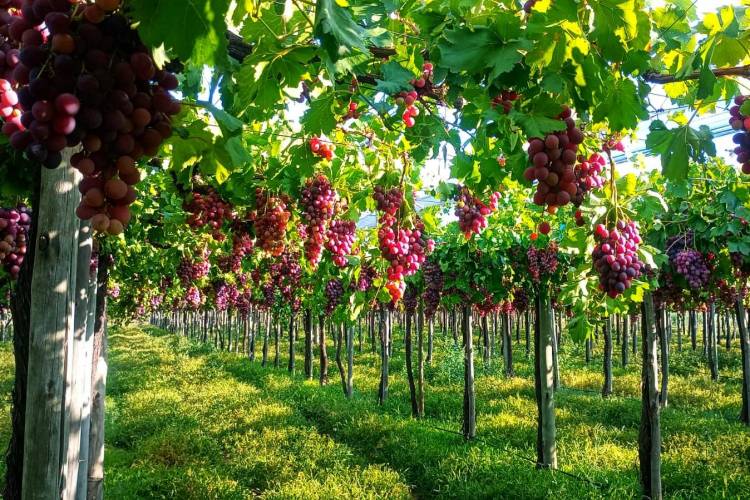 Sol Puntano realizará la tercera Vendimia Sanluiseña este viernes