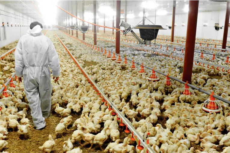 Influenza aviar: detectan nuevo foco en Buenos Aires y ya son cuatro