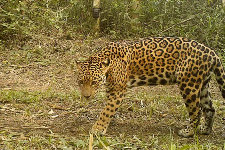 Argentina y Brasil monitorean yaguaretés con más de 250 cámaras