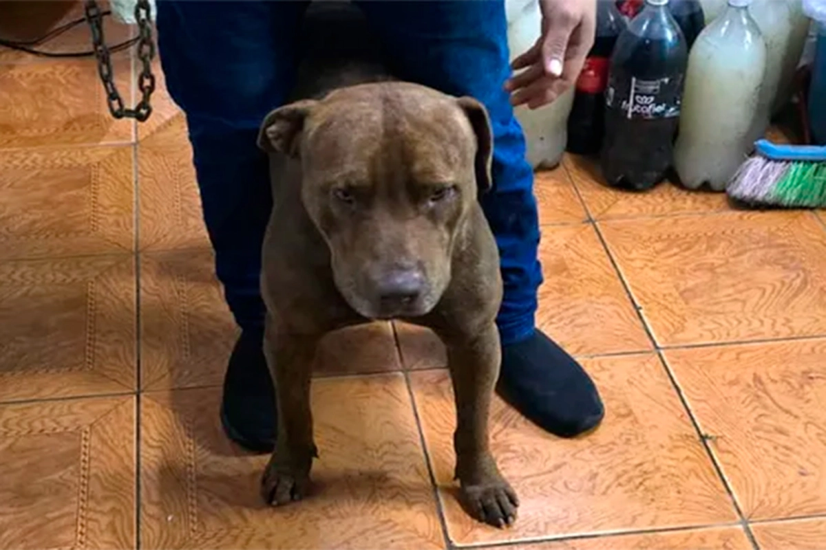 Otro nene de 3 años fue atacado por un pitbull y recibió 65 puntos